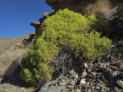 Dedeckera eurekensis, photographed by Jim Morefield
