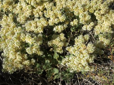 Petalonyx nitidus, photographed by Jim Morefield