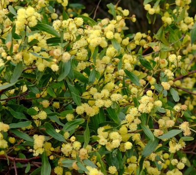 Acacia verniciflua, photographed by Peter Crowcroft