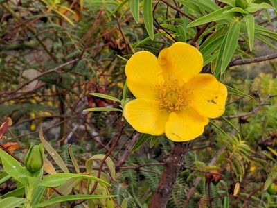 Hypericum lanceolatum, photographed by Pieter Huybrechts