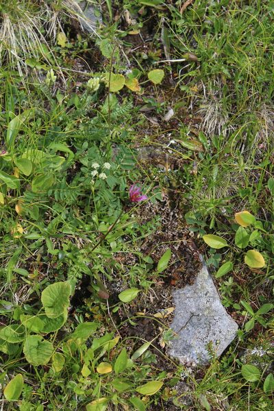 Taraxacum porphyranthum, photographed by Dmitriy Bochkov