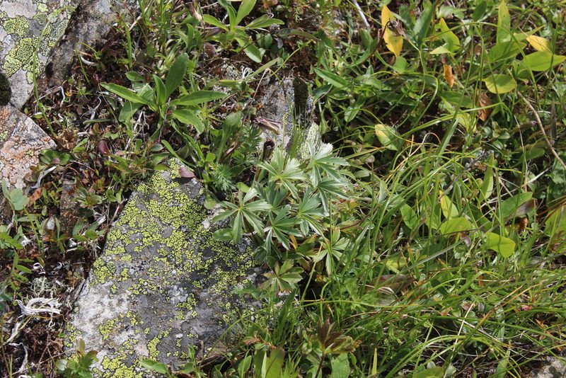 Alchemilla sericea, photographed by Dmitriy Bochkov