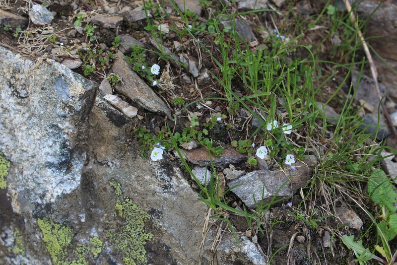 Veronica telephiifolia, photographed by Dmitriy Bochkov