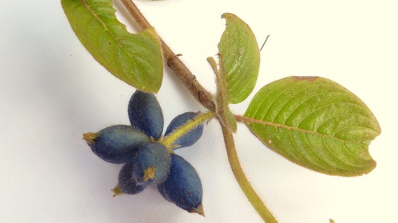 Coccocypselum aureum, photographed by russiannaturalistbrazil