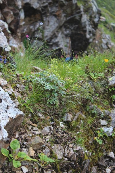Alchemilla sericea, photographed by Dmitriy Bochkov