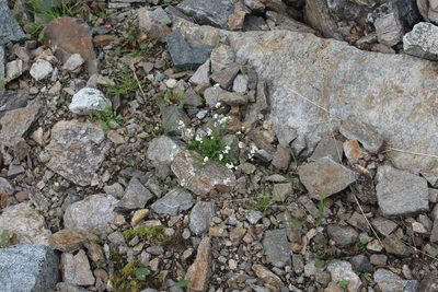 Oreophyton huetii, photographed by Dmitriy Bochkov