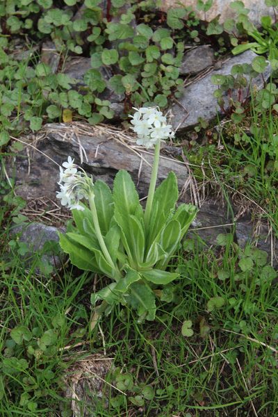 Primula crassifolia, photographed by Dmitriy Bochkov
