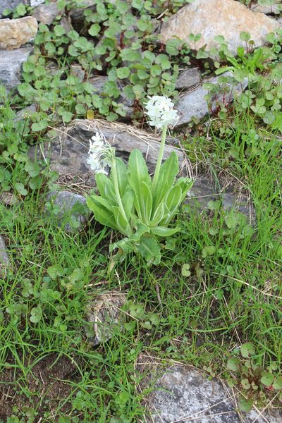 Primula crassifolia, photographed by Dmitriy Bochkov