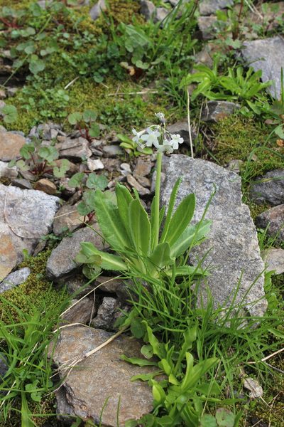 Primula crassifolia, photographed by Dmitriy Bochkov