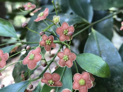 Euonymus laxiflorus, photographed by 黃美滿