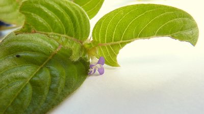Coccocypselum aureum, photographed by russiannaturalistbrazil