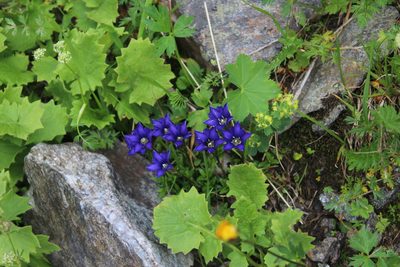 Gentiana dshimilensis, photographed by Dmitriy Bochkov