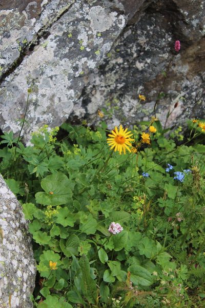 Dolichorrhiza caucasica, photographed by Dmitriy Bochkov