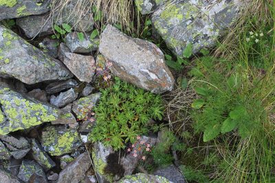 Saxifraga kolenatiana, photographed by Dmitriy Bochkov
