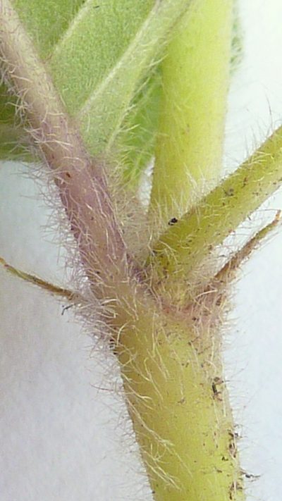 Coccocypselum aureum, photographed by russiannaturalistbrazil