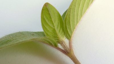 Coccocypselum aureum, photographed by russiannaturalistbrazil