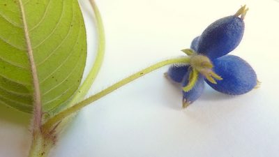 Coccocypselum aureum, photographed by russiannaturalistbrazil