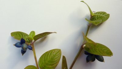 Coccocypselum aureum, photographed by russiannaturalistbrazil