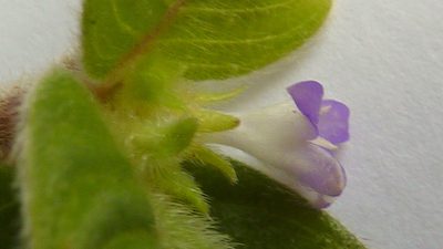 Coccocypselum aureum, photographed by russiannaturalistbrazil