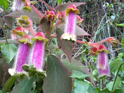 Kohleria warszewiczii, photographed by Álvaro Rivas Godin