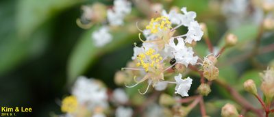 Lagerstroemia indica, photographed by Kim, Hyun-tae