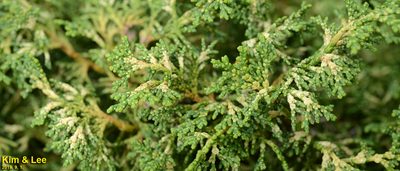 Chamaecyparis obtusa, photographed by Kim, Hyun-tae