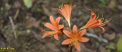 Lycoris sanguinea, photographed by Kim, Hyun-tae