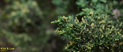 Juniperus chinensis, photographed by Kim, Hyun-tae