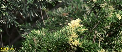 Juniperus chinensis, photographed by Kim, Hyun-tae