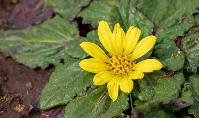 Haplocarpha rueppelii, photographed by Forest Botial-Jarvis