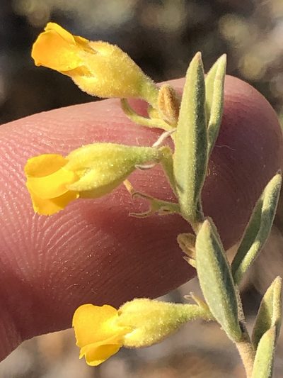 Hermannia velutina, photographed by Dave U
