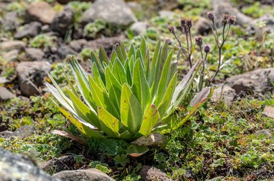 Lobelia rhynchopetalum, photographed by Forest Botial-Jarvis