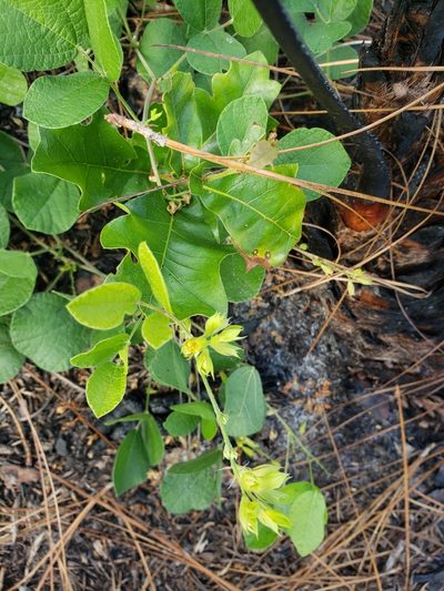 Rhynchosia difformis, photographed by Valerie Anderson