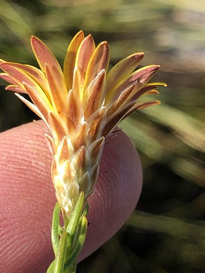 Oedera decussata, photographed by Dave U