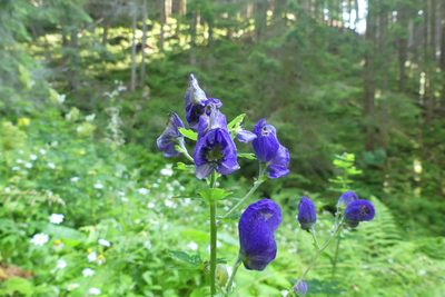 Aconitum firmum, photographed by kalopsia