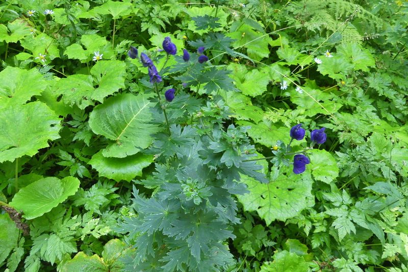 Aconitum firmum, photographed by kalopsia