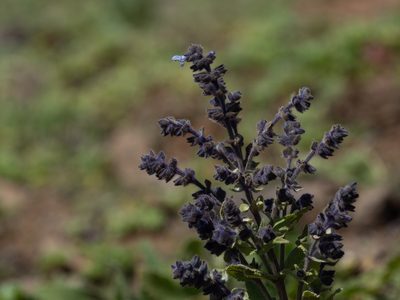 Salvia merjamie, photographed by Forest Botial-Jarvis