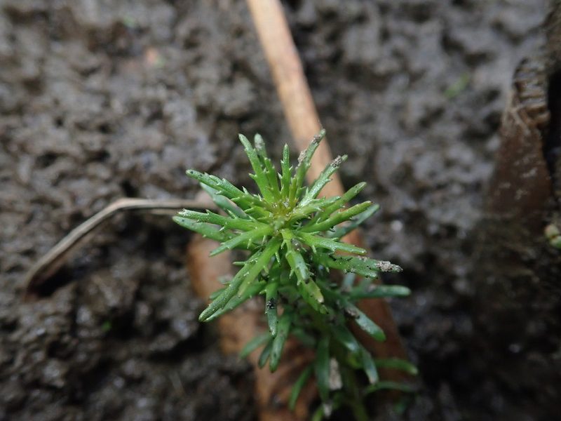 Myriophyllum hippuroides, photographed by Nolan Exe