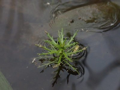 Myriophyllum hippuroides, photographed by Nolan Exe