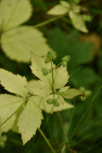 Sanicula trifoliata, photographed by Travis G