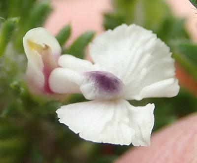 Muraltia pappeana, photographed by Nicola van Berkel