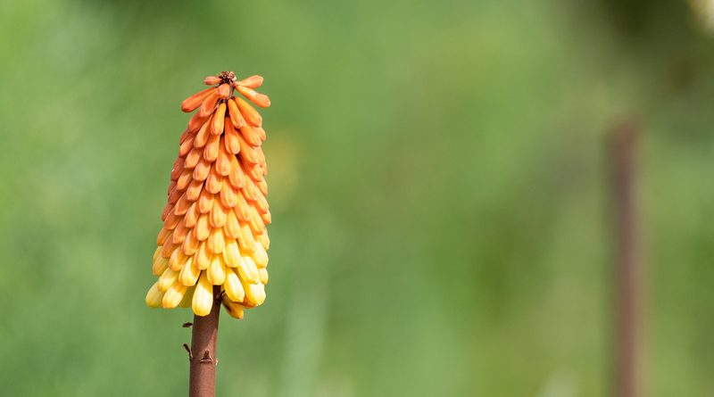 Kniphofia foliosa, photographed by Forest Botial-Jarvis