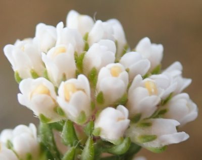 Agathosma serpyllacea, photographed by Nicola van Berkel