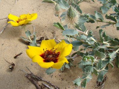 Rosa persica, photographed by Юрий Данилевский (Yuriy Danilevsky)