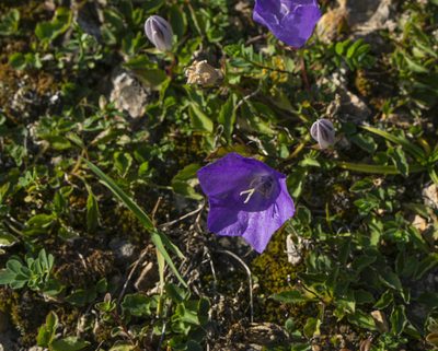 Campanula carpatica, photographed by Conrad Altmann