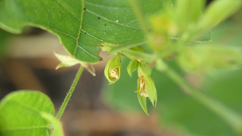 Rhynchosia difformis, photographed by Valerie Anderson