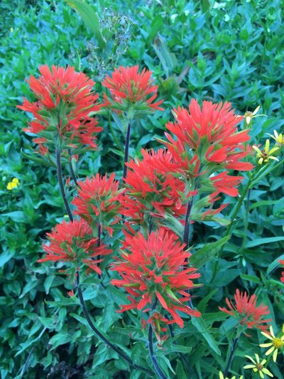 Castilleja suksdorfii, photographed by Matt Berger