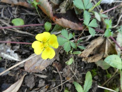 Potentilla anglica, photographed by kitbeard