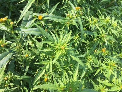 Bidens radiata, photographed by Andre Hosper