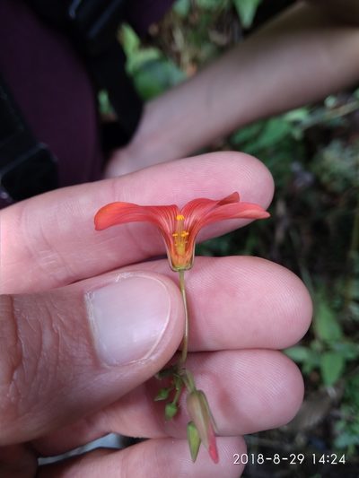 Oxalis integra, photographed by Seth Musker